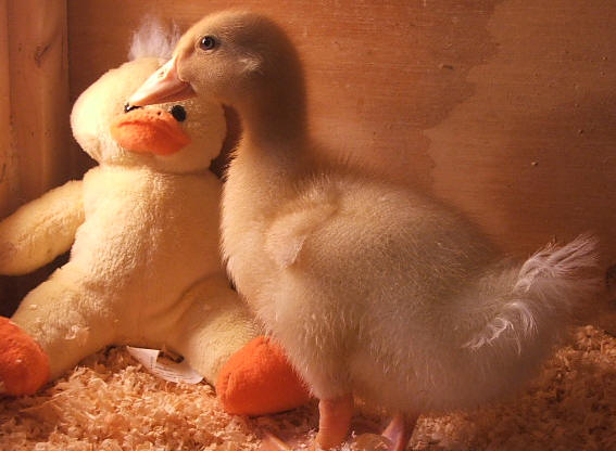 Majestic Waterfowl Sanctuary Newsletter The Majestic Monthly
